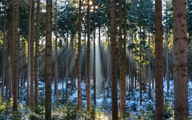森、木、冬、雪、太陽の光
