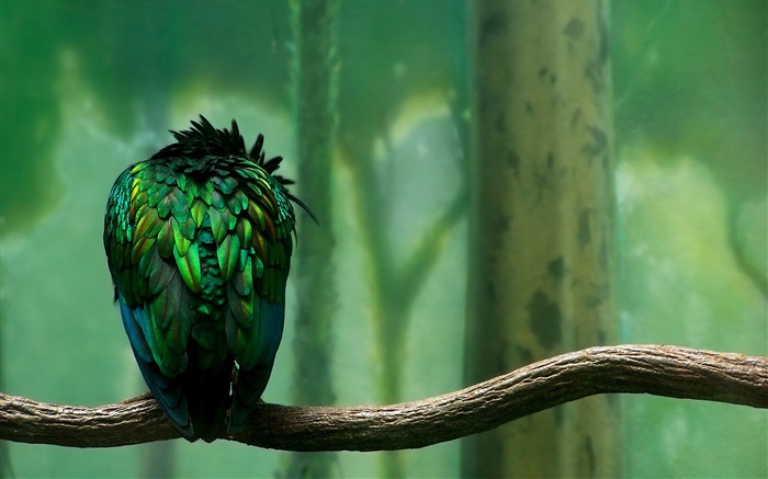緑の羽の鳥の背面図 壁紙 ピクチャー