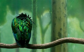 緑の羽の鳥の背面図 HDの壁紙