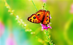 昆虫クローズアップ、蝶、花、夏