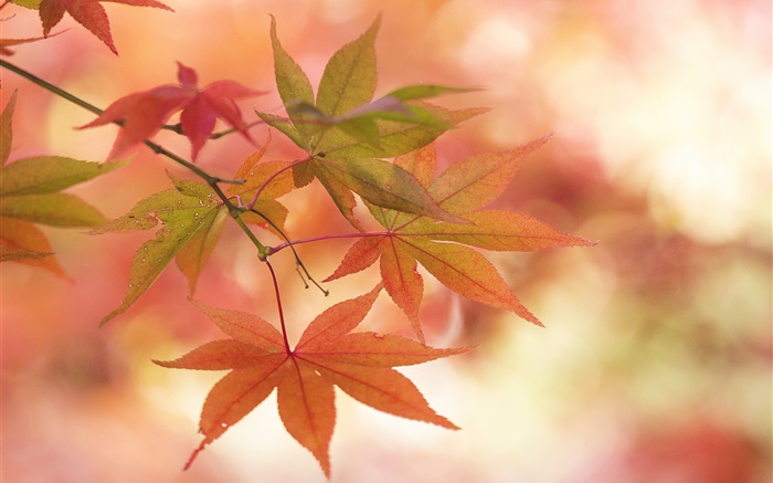 メープルの葉、秋、小枝、まぶしさ 壁紙 ピクチャー