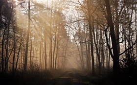 朝、森、木、道路、霧
