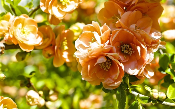 オレンジの花、マルメロの花 壁紙 ピクチャー