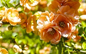 オレンジの花、マルメロの花 HDの壁紙