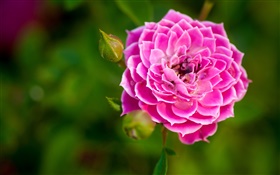 ピンクの花クローズアップ、芽、ボケ味をバラ HDの壁紙