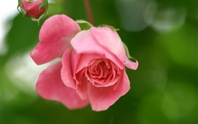 ピンクの花、花びら、芽をバラ HDの壁紙