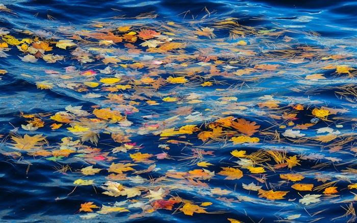 川、水、黄色の葉、秋 壁紙 ピクチャー