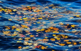 川、水、黄色の葉、秋 HDの壁紙