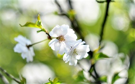 春、白い花、チェリー、ぼかしの背景