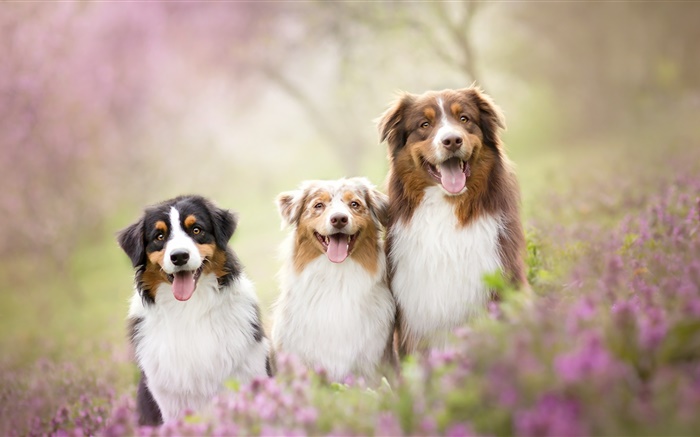 3匹の犬、花 壁紙 ピクチャー