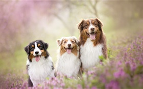 3匹の犬、花 HDの壁紙