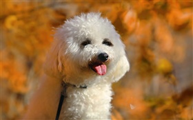 ホワイトプードル、かわいい犬 HDの壁紙