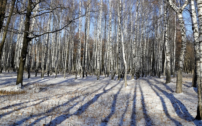 冬、シラカバ、木、雪 壁紙 ピクチャー