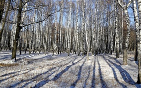 冬、シラカバ、木、雪 HDの壁紙