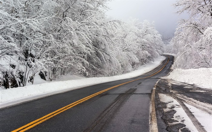 冬、雪、道路、木、白 壁紙 ピクチャー