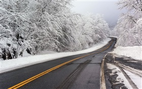 冬、雪、道路、木、白 HDの壁紙