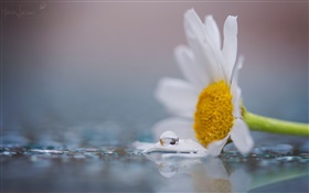 白いカモミールの花、露、水滴 HDの壁紙