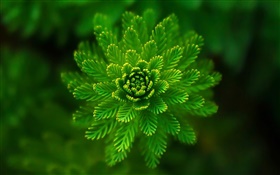 藻類植物クローズアップ、草、緑、ボケ味 HDの壁紙