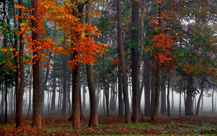 秋、森、木、霧、朝 壁紙 ピクチャー