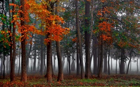 秋、森、木、霧、朝