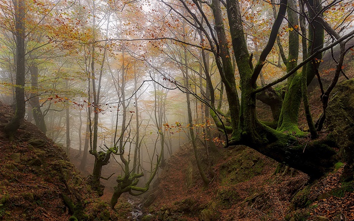バスク国、スペイン、木、霧、秋、朝 壁紙 ピクチャー