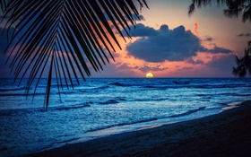 ビーチ、夜、夕焼け、雲、葉、カリブ海 HDの壁紙