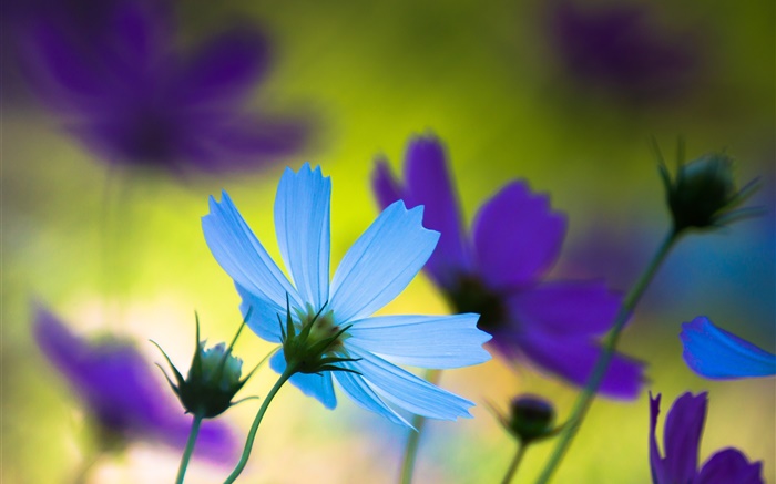 青と紫の花、夏、ぼかし 壁紙 ピクチャー