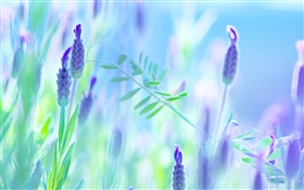 ブルーの花、紫、夏、ぼかしの背景