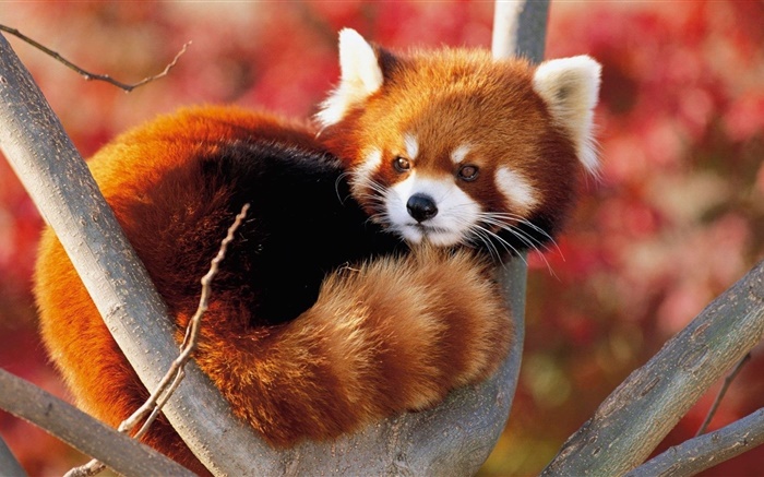 ツリー内のかわいい動物 赤パンダ Hdの壁紙 動物 壁紙プレビュー Ja Hdwall365 Com