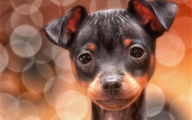 かわいい黒犬、顔、グレア HDの壁紙