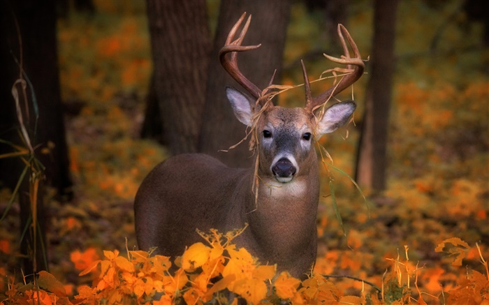 秋の鹿、黄色の葉 壁紙 ピクチャー