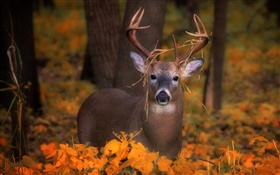 秋の鹿、黄色の葉 HDの壁紙