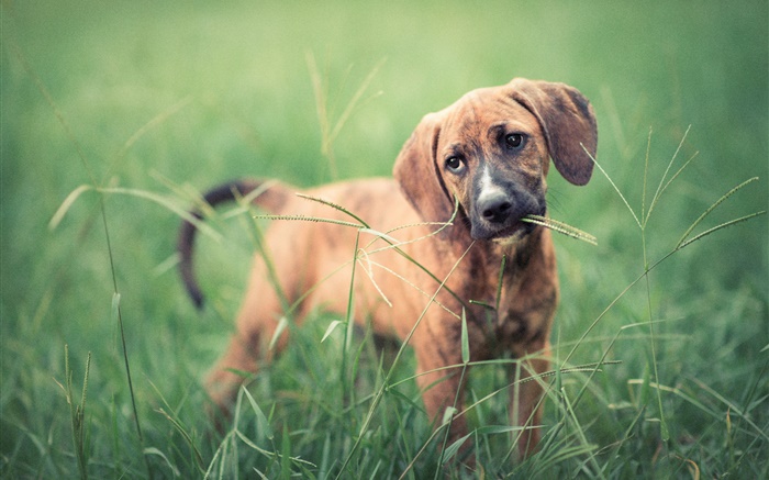 草の中に犬、緑 壁紙 ピクチャー