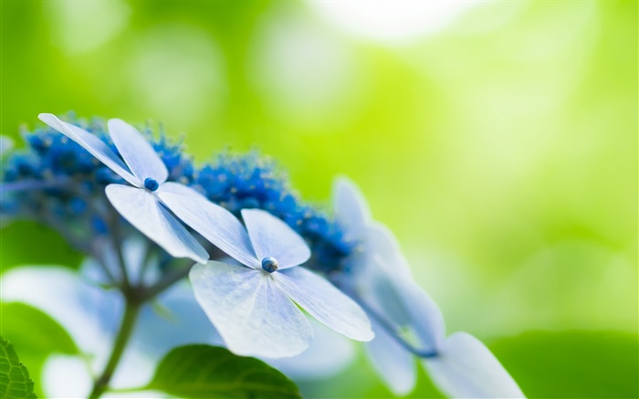四つの花びら、青い花、ボケ味 壁紙 ピクチャー