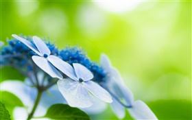 四つの花びら、青い花、ボケ味 HDの壁紙