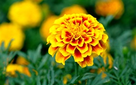 ガーデン、黄色の花びらの花