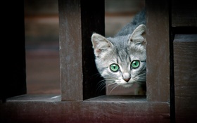 緑の目の猫、フェンス