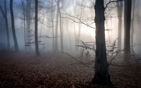 ハンガリー、森、霧、夕暮れ、秋 HDの壁紙