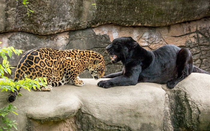 ジャガー ブラック 野生の猫 捕食者 Hdの壁紙 動物 壁紙プレビュー Ja Hdwall365 Com