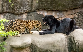 ジャガー、ブラック、野生の猫、捕食者