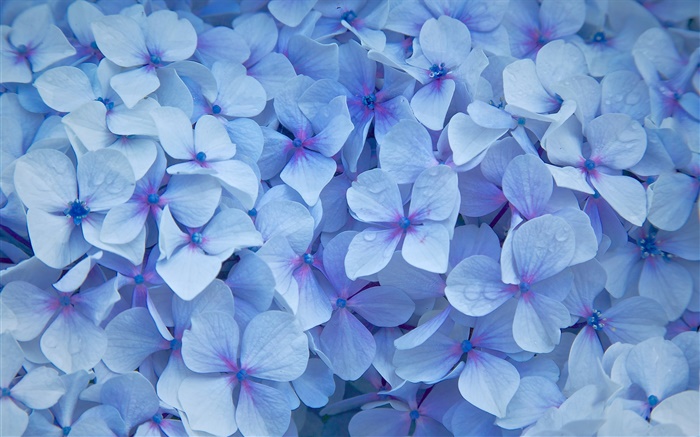 多くのアジサイの花、青い花びら、露 壁紙 ピクチャー