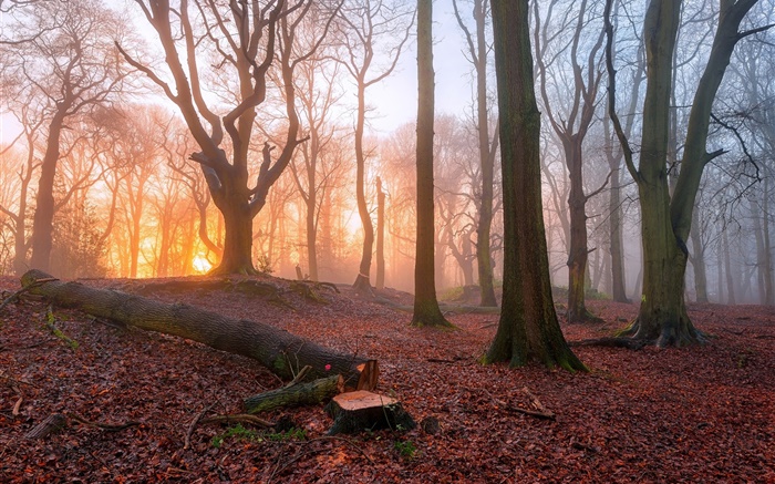 朝、森、木、霧、日の出 壁紙 ピクチャー