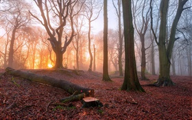 朝、森、木、霧、日の出