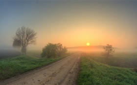 朝、道路、草、木、霧、日の出