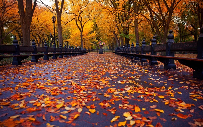 公園、秋、ベンチ、木、葉、パス 壁紙 ピクチャー