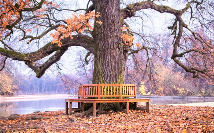 パーク、大きな木、ベンチ、秋 壁紙 ピクチャー