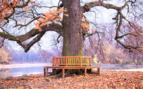 パーク、大きな木、ベンチ、秋 HDの壁紙