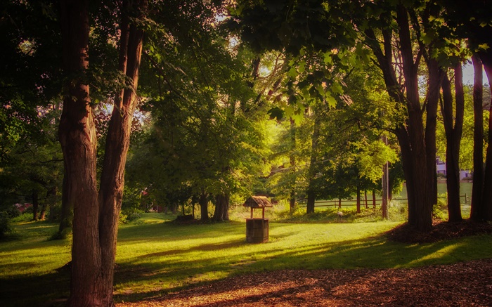 公園、草、木、太陽の光、夏 壁紙 ピクチャー
