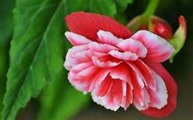 ピンクのベゴニアの花、花びら、マクロ撮影 HDの壁紙