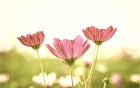 ピンクの花、花びら、茎、ぼかし背景、まぶしさ HDの壁紙